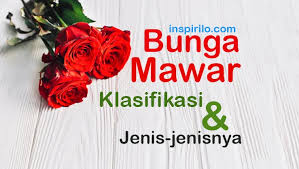 Kata mawar memiliki pengertian, definisi, maksud atau makna bunga ros, bisa digunakan untuk nama bayi (nama. 50 Gambar Bunga Mawar Rose Beserta Klasifikasi Jenis Jenisnya