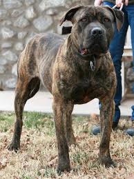 The good news is we have an article and some pictures about what you're looking for. Masti Bull Google Search American Bandogge Mastiff Mastiff Puppies Pitbull Mastiff
