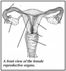 The diagram is as follows: Https Www Mrgscience Com Uploads 2 0 7 9 20796234 Reproduction Worksheet Pdf