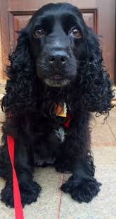 Meet Candy Crush This Solid Black 18 Month Old Female Cocker Spaniel Came To Our Rescue From The Brooklyn Shelter She W Dog Adoption Black Dog Cocker Spaniel