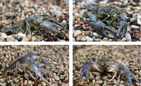 @inproceedings{hylin1967bulletinoe, title={bulletin of environmental contamination and toxicology}, author={j. Pdf Chapter 6 Crayfish An Experimental Model For Examining Exposure To Environmental Contamination Semantic Scholar
