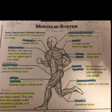 Ares kinesiology taping technique on calf swelling. Will Give Brainliest Using The Muscle Names Shown What Muscles Are Used In A Sitting B Brainly Com