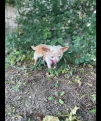 Fennec Fox - Zooborns