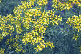 Image result for Ruta graveolens