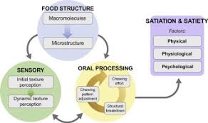Check spelling or type a new query. Designing Foods For Satiety The Roles Of Food Structure And Oral Processing In Satiation And Satiety Sciencedirect