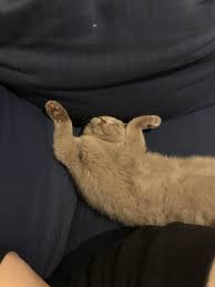 Pin On Memes Of Cats