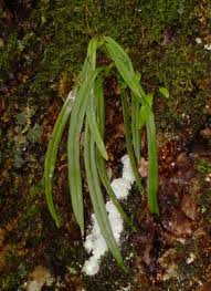 Image result for Angraecopsis parviflora