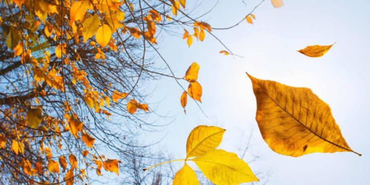 When Do Leaves Start to Fall? I Why Do Leaves Fall | Leafguard