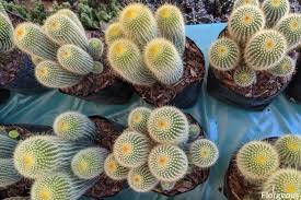 Prikly pear cactus grows througout the southeast usa where there is the right soil conditions and where it doesn't get too cold in winter. The Best Cactus Succulent Soil For Maximum Growth Recipe Florgeous
