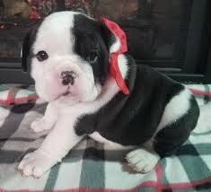 Black And White English Bulldog Puppy Nellie Is A Black And White Female English Bulldog Puppy American Born And Raised With Champion Lines Baby Animals Funny Baby Animals Super Cute Cute Puppies