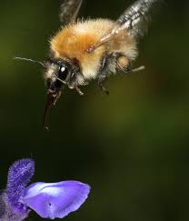 Image result for Bombus consobrinus