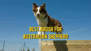 A section of digg solely dedicated to collecting and promoting the best and most interesting video content on the internet. Best Brush For Australian Shepherd 10 Best Grooming Brushes For Aussie