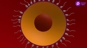 Boruto: Naruto Next Generations Haruno Sakura 1boy Animated - Lewd.ninja