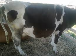 Certificat de origine, animale cu origine cunoscuta, vaci cu pedigree. Vaci De Vanzare Baltata Neagra