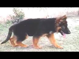 German shepherd puppy price in patna. Showline German Shepherds Double Coat Deep Tan Angulated Show Quality Kci Kennel Club Of India Reg Youtube German Shepherd Shepherd Popular Dog Breeds