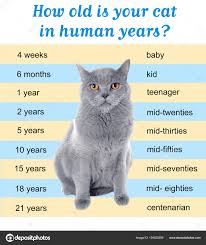 Pet Age Concept Comparison Chart Of Cat And Human Years As