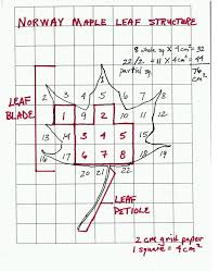 Surface Area Of A Leaf Teacher Sheet Science Netlinks