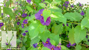 Buchen sie ihre nächste ferien online! Blue Potato Bush Lycianthes Rantonetti Civano Nursery Tucson Plant Nursery