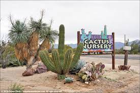 Last time i was there, about 2 months ago they had some fine san pedros in the back. Bach S Cactus Nursery In Tucson On A Chilly Winter Day