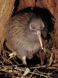 Birds molting their feathers is a normal process in nature. Kiwi Bird Wikipedia