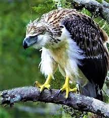 Philippine Monkey Eating Eagle Betta Fish Birds Bald Eagle
