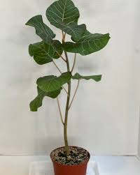 Image result for Ficus abutilifolia