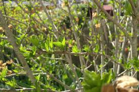Worauf sie bei gartenhibiskus, zimmerhibiskus und sumpfhibiskus achten sollten. Hibiskus Schneiden Tipps Zum Zeitpunkt Vorgehen