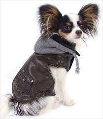 papillon dog clothes goldenacresdogs com