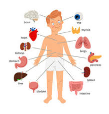 Parts of the body male. Male Body Vector Images Over 83 000