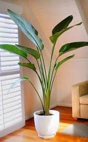 White Bird Of Paradise Palm Tree Jar Stone Jarstonezb5 Plant Decor Indoor Large Indoor Plants Tall Indoor Plants