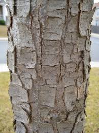 If you have a clay or other soft soil, or a very wet area, you will want to choose a different tree. Plantfiles Pictures Monterey Oak Monterrey Oak Mexican White Oak Netleaf White Oak Quercus Polymorpha By Joebloom