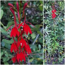Image result for Lobelia chireensis