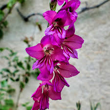 Image result for Gladiolus zambesiacus