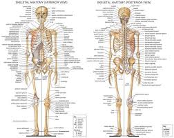 It can show the entire body or focus on a particular system using systemic anatomy such as the muscular, skeletal, circulatory, digestive, endocrine, nervous, respiratory, urinary, reproductive, and other systems. Anatomical Chart Skeletal System On Hq Silk The Stethoscope Shop Pty Ltd