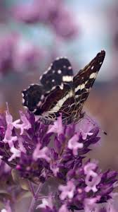 Check spelling or type a new query. Purple Flowers Butterfly 1080x1920 Iphone 8 7 6 6s Plus Wallpaper Background Picture Image
