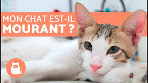 Ils ne veulent ni mordre ni griffer et ils vont en général faire leur possible pour éviter les situations où cela deviendrait nécessaire. Comment Savoir Si Un Chat Va Mourir 10 Symptomes