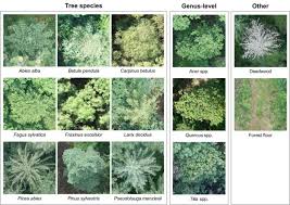 10800 e cactus rd, scottsdale, az 85259. Mapping Forest Tree Species In High Resolution Uav Based Rgb Imagery By Means Of Convolutional Neural Networks Sciencedirect