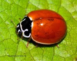 Coccinelle Sans Point Cycloneda Munda