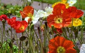 See the complete profile on linkedin and discover alice's connections and jobs at similar companies. Conservatory Of Flowers In Golden Gate Expedia Co In