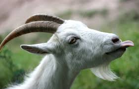 Brook was born and raised in rochester, kent, as kelly ann parsons. Wallpaper Language Horns Beard Goat Images For Desktop Section Zhivotnye Download