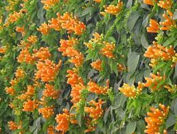 Nombre Cientifico O Latino Pyrostegia Venusta Sinonimo Pyrostegia Ignea Nombre Comun O Vulgar Bigno Plantacion De Arboles Plantas Trepadoras Plantas