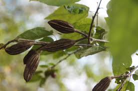 Image result for Glyphaea