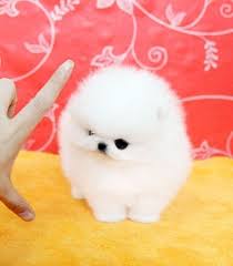 teacup ice white pomeranian adorable cute pomeranian pomeranian puppy cute baby dogs