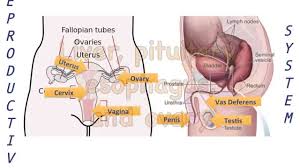 Human Body Parts Song Anatomy Lesson