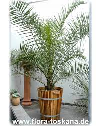 Phoenix canariensis is an evergreen tree growing to 12 m (39ft) by 8 m (26ft) at a slow rate. Phoenix Canariensis Kanarische Dattel Palme Flora Toskana