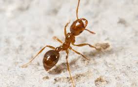 Pest technicians from richardson pest control are highly trained for this kind of situations. What Makes Fire Ants In Dallas So Hard To Get Rid Of