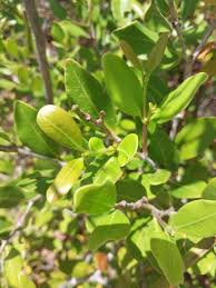 Image result for Mascarenhasia