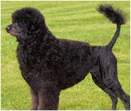 Portuguese Water Dog Breed Facts And Traits Hills Pet