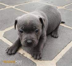 Buy and sell almost anything on gumtree classifieds. Pure Blue Staffy Off 59 Www Usushimd Com