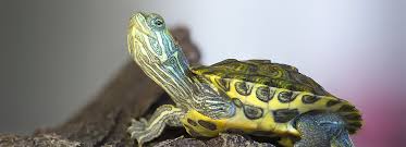 Free shipping on orders over $49. Turtles As Pets Care Information Petsmart
